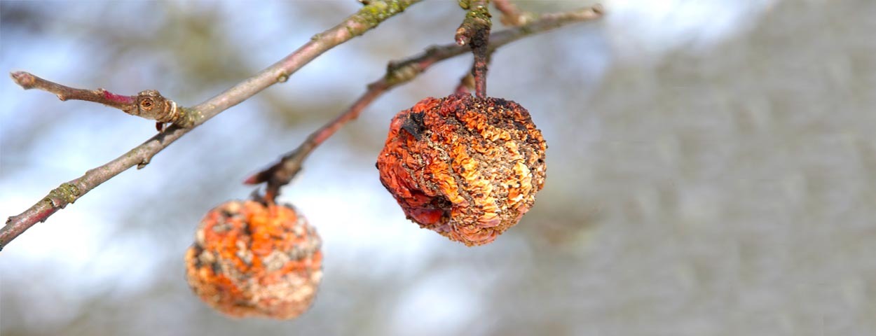 Гангрена нижних конечностей. Сухая гангрена особенности