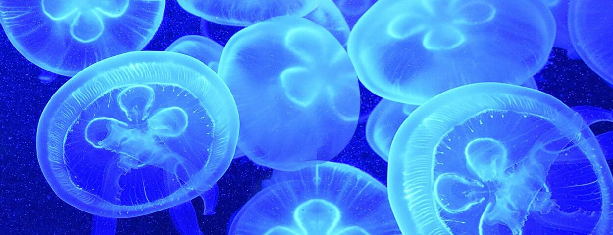 Укус медузы что делать
