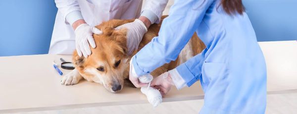 Лечение ран у домашних животных