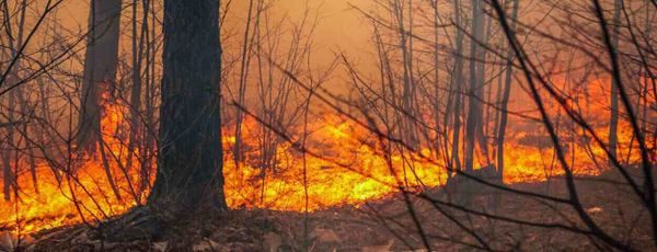 Опасности лесных пожаров: как выжить самому и помочь пострадавшим?